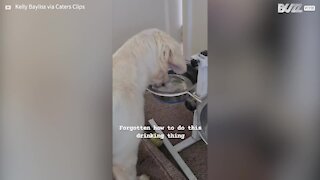 Dog forgets how to drink water