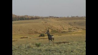 Wyoming Vistas: Glimpses of Autumn