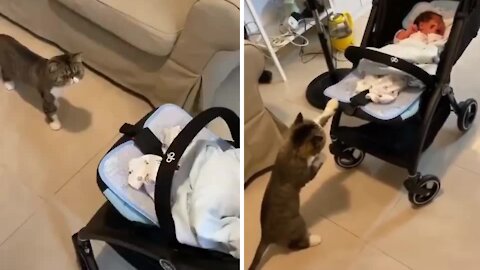 Cat is really taking care of the baby when the baby is crying
