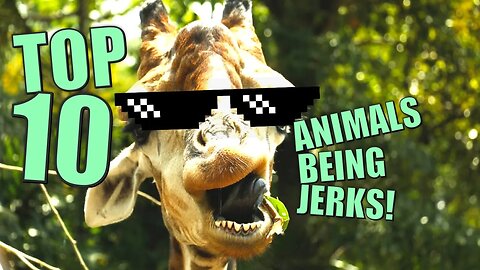 AWESOME ANIMALS BEING JERKS - 10 from this week! Funny Animals Compilation 2023 | No canned laughter