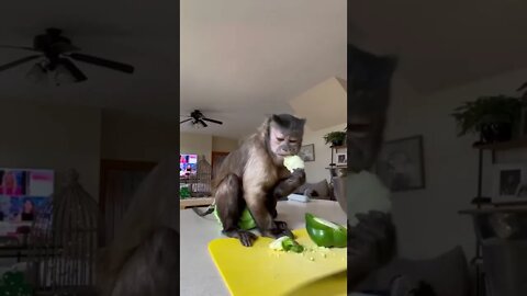 Meatloaf Gaitlyn Rae The Famous Monkey Video