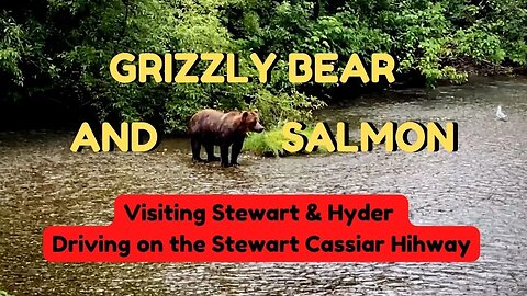 Road to Stewart and Hayder - Grizzly Catching Salmon - Overlanding the Yukon - Canada