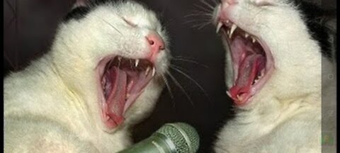 cat song,funny cats present."meow meow song"by singing cats