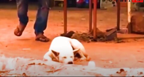 Fake Tiger Prank Dog So Funny | Fake lion vs real dog prank | Huge box prank to dog | Funny video#24