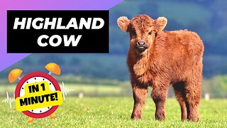 Highland Cow - In 1 Minute! 🐮 A Unique Animal You Have Never Seen | 1 Minute Animals