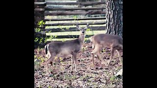 Deer in Chickamauga