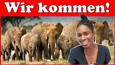 Wir kommen! 20,000 Elefanten als Schenkung für Deutschland, ein Nein ist nicht annehmbar!