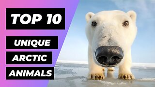 TOP 10 UNIQUE Animals Found in the ARCTIC | 1 Minute Animals