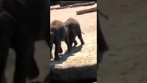 Cute Baby elephants playing - try not to laugh #elephants #shorts