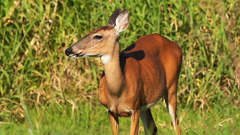 A Deer at Myakka River State Park.