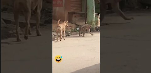 Super Funny Animal Video that Will Make You Go LOL