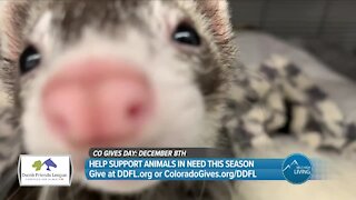 Support Animals In Need! // CO Gives Day & Denver Dumb Friends League