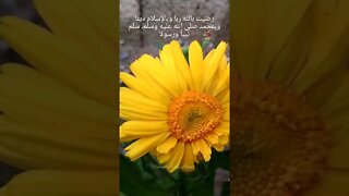 Hai Noor e Sahar, Flowers, Autumn