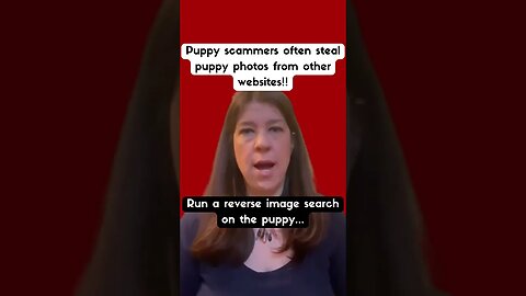 Buying a Puppy Online? Be a Scam Tracker First!🐶🐾🧐 #shorts #dog #dogs