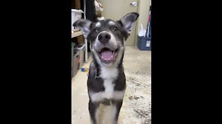 Sweet puppy at the shelter loves playing fetch