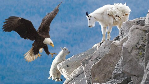 AMAZING EAGLE CATCH BABY MOUNTAIN GOAT IN NORTH AMERICA | Life Of Mountain Goat