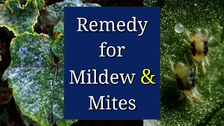 Remedy for Powdery Mildew & Spider Mites: Sulfur