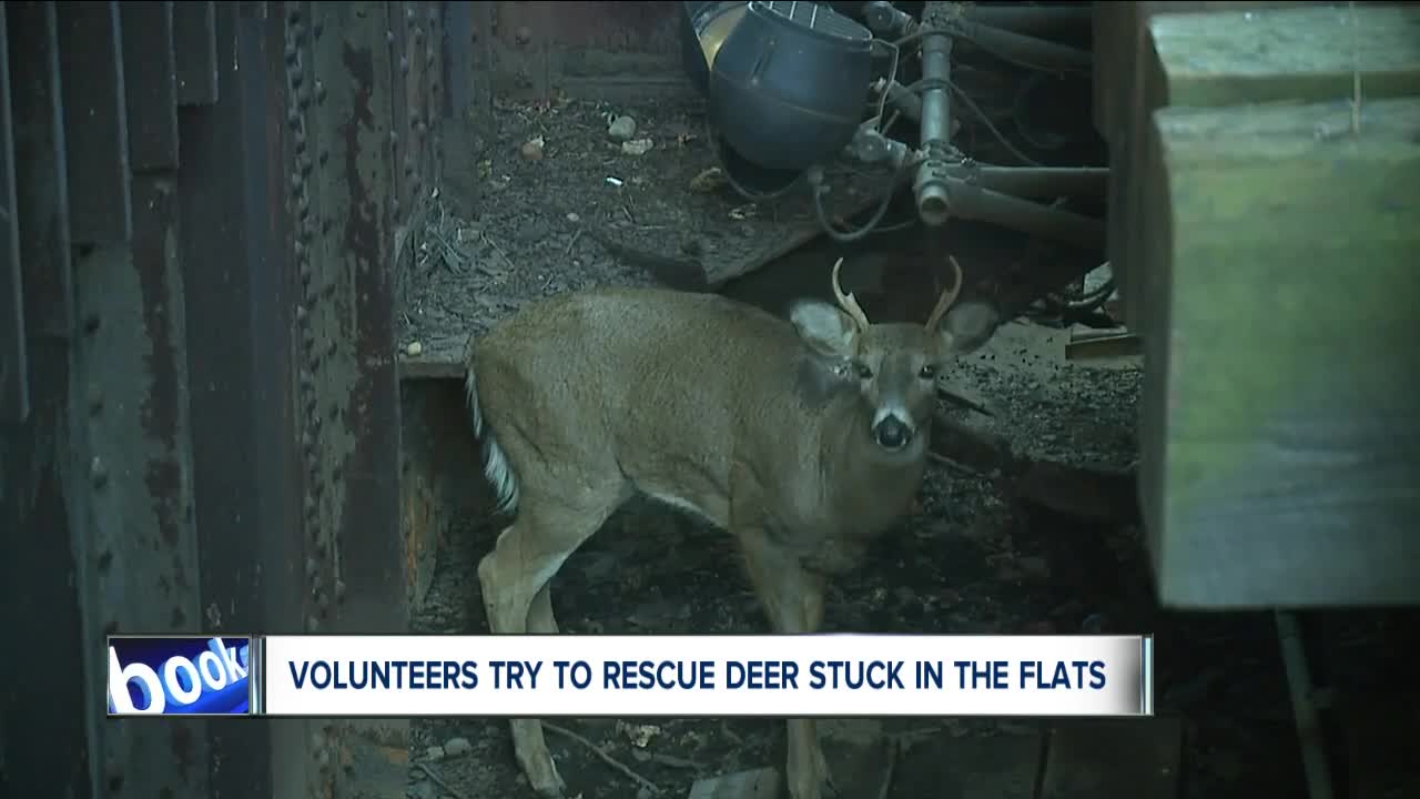 Oh deer! Volunteers devote their own time, money to help rescue stuck buck