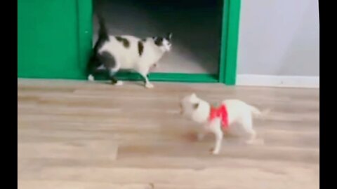 Cat pranking dog 🐕🤓 very funny Video.