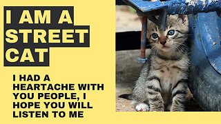 I'm a street cat (I had a heartache with you people)