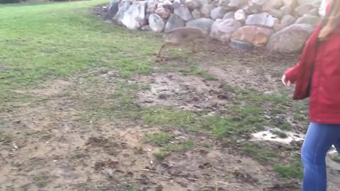 Deer Plays Soccer with Human