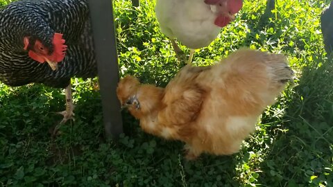 Our Backyard Chickens - Meet some of the flock