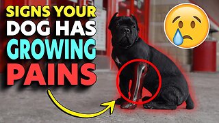 Signs Your Dog Has GROWING PAINS