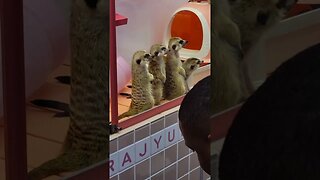 what are all these Meercats looking at? #japan #travel #harajuku