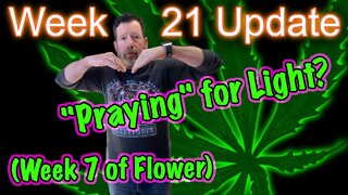 Week 7 of Flower - OG Kush & Bruce Banner Cannabis Grow: Mars Hydro SP3000 | 2x4 tents |Gaia Green