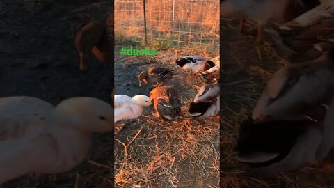 Relaxing with the ducks #homesteading #animals #ducks #duck