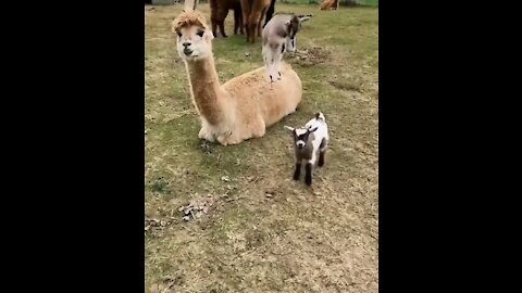 Who's cutest, baby goats play together with alpaca.