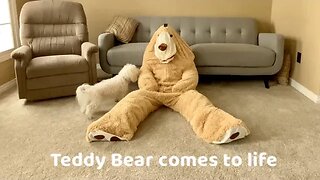 Giant Teddy Bear Prank on Dog!