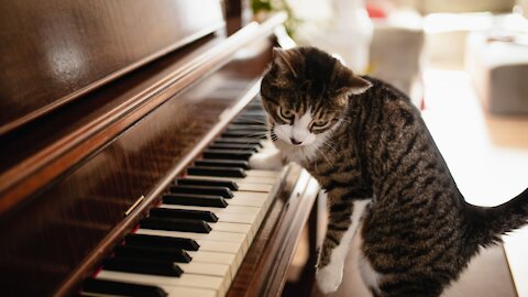The Amazing Piano Performance by None Other Than Cat. Can You Believe?