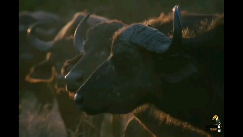 African Buffalo - हिन्दी डॉक्यूमेंट्री, Africa #documentary #animals #wildanimals