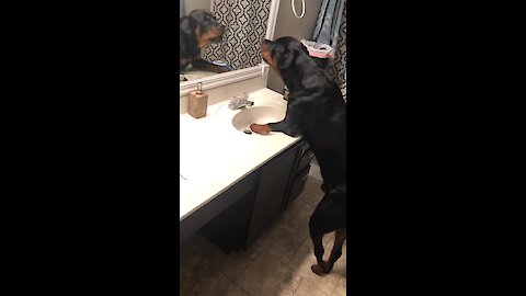 Big Doggy Barks At Reflection In Bathroom Mirror