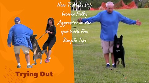 How To Make Dog become Fully Aggressive on the spot With Few Simple Tips