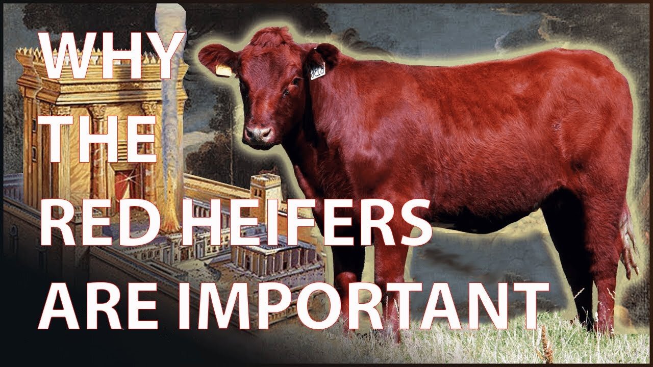 Red Heifer & Third Jewish Temple - End Times Bible Prophecy Explained ...