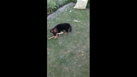 cute dog playing