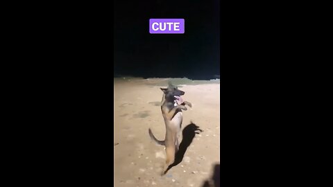 Dog Dance Funny Video 🐕 😂