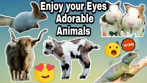 adorable animals/beautiful animals/enjoy your eyes