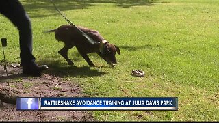 Dog owners take pets to rattlesnake avoidance training class