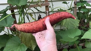 End Of Deck Garden Season