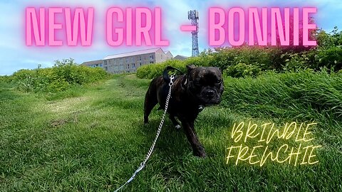 Introducing gorgeous Brindle Frenchie, Bonnie.