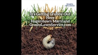 Grubs Lawn Care Hagerstown Maryland The Best