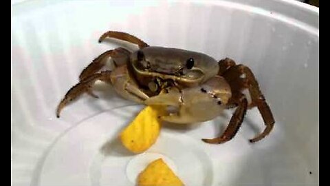 pet crab eating chips