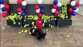 TSA K-9 sent into retirement with tennis ball surprise