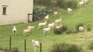 Sheep spotted "frozen" in England