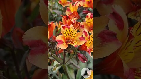 Calming Video of Bee Pollinating Peruvian Lily Flowers with Soft Piano Music