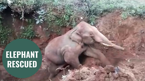 Elephant rescued from a well using a digger