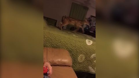 Baby Deer Loves Bouncing On The Bed